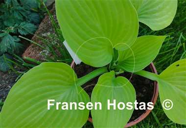 Hosta Joan's Alter Ego